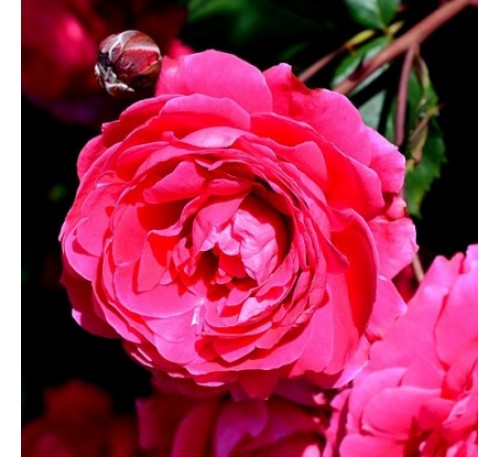 Роза Александр МакКензи (Alexander MacKenzie)